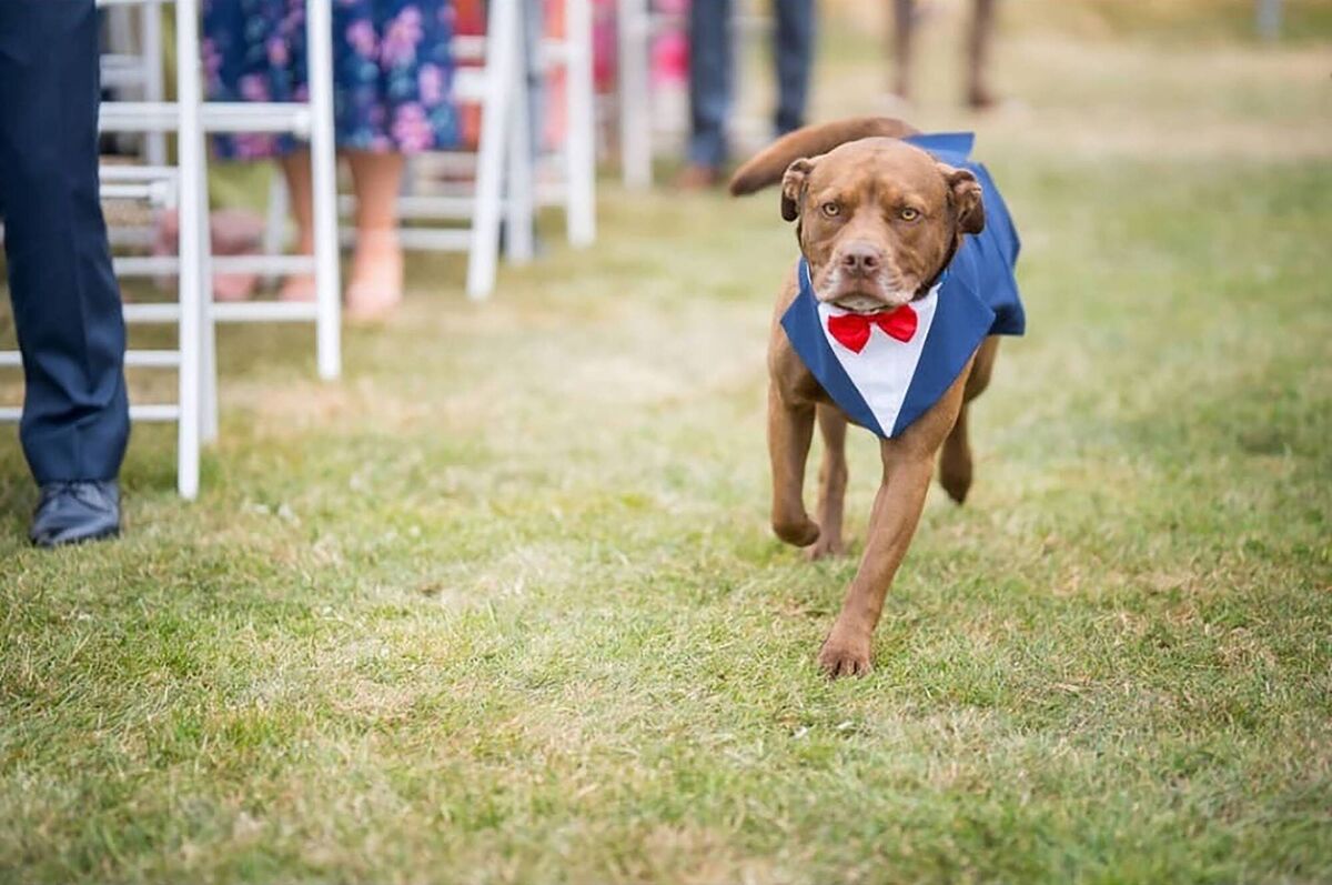 Noel and Lyndsey Sheehan's dog Bruce running down the aisle.
