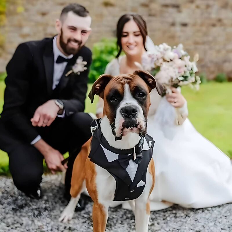 Dermot and Ciara Nolan with their dog Arthur.