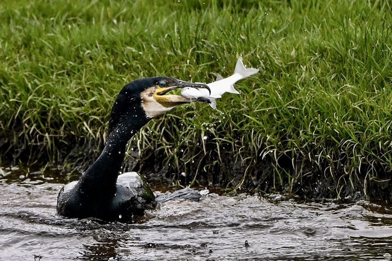 A cormorant catching fish near the Marina in Cork. The predatory seabird does occasionally come inland and can consume up to 1kg of fish a day. File picture: Chani Anderson A cormorant catching fish near the Marina in Cork. The predatory seabird does occasionally come inland and can consume up to 1kg of fish a day. File picture: Chani Anderson