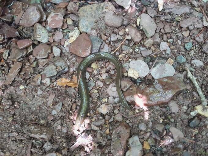 Inland Fisheries Ireland is investigating the Blackwater fish kill in Cork. Pictured is a dead European eel. Inland Fisheries Ireland is investigating the Blackwater fish kill in Cork. Pictured is a dead European eel.