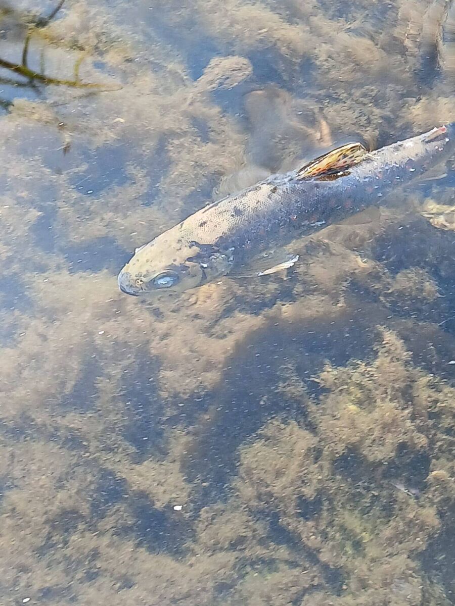 The fungal infection outbreak may have killed tens of thousands of fish in a long stretch of the Munster Blackwater in County Cork.
