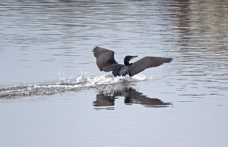 A cormorant landing in Cork. The seabird does hunt inland but John Ruby was disturbed by the sight of an apparently disoriented bird near his home on Sunday. File picture: Denis Minihane A cormorant landing in Cork. The seabird does hunt inland but John Ruby was disturbed by the sight of an apparently disoriented bird near his home on Sunday. File picture: Denis Minihane