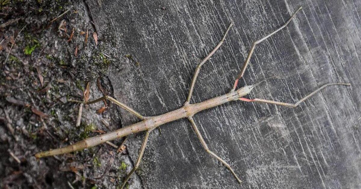 What’s the story, twiggy glory... stick insects in Ireland
