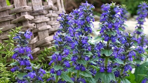 Ajuga reptans will tolerate shade.