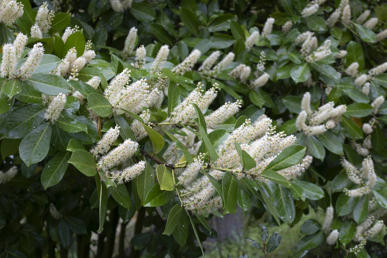 Ongoing battle against invasive cherry laurel