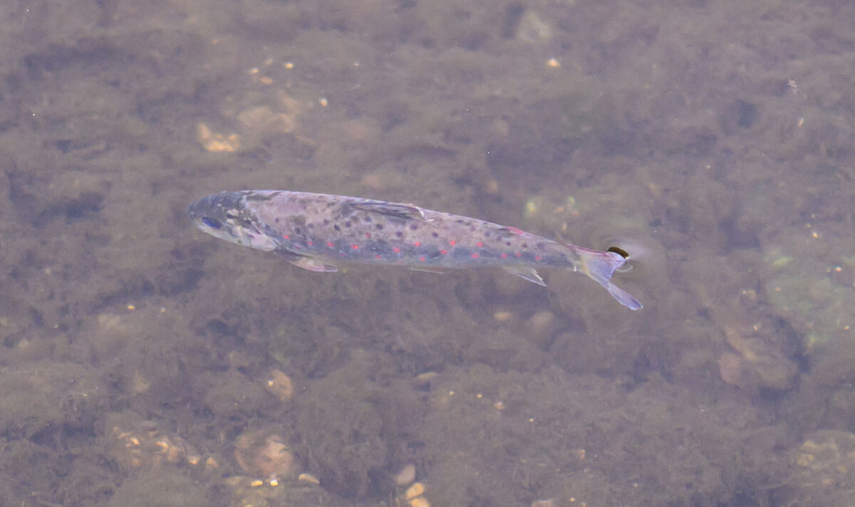 One of the fish affected by the recent fish kill in the River Blackwater. The fish would seem to be blind and cannot feed as a result. Picture: Dan Linehan