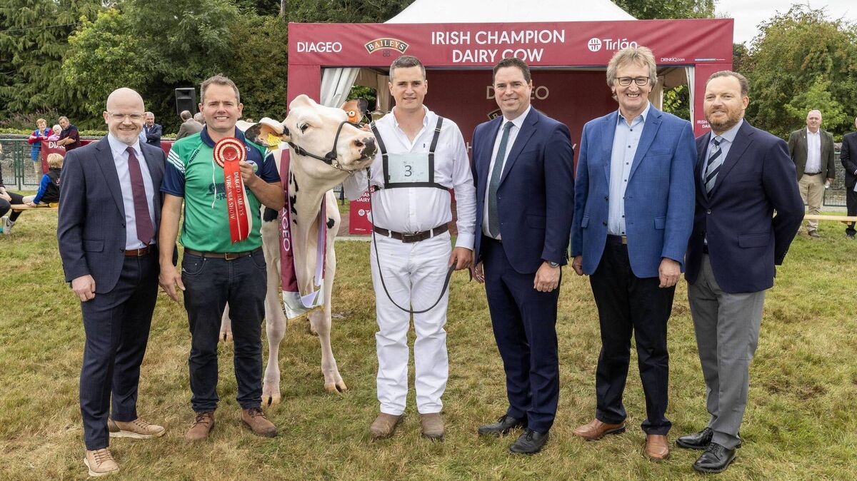Honourable mention at the 2025 Diageo Baileys Champion cow competition at the Virginia show in Co Cavan was Greenlea Hurricane Isa, owned by Padraic and Brendan Greenan from Castleblayney Co Monaghan pictured with Shane Kelly, Corporate Relations Director Diageo Ireland, Padraic and Brendan Greenan, Minister for Agriculture Martin Hayden, John Murphy, Chairperson Tírlan and Italian judge, Giuseppe Beltramino. Picture: Finbarr O'Rourke 