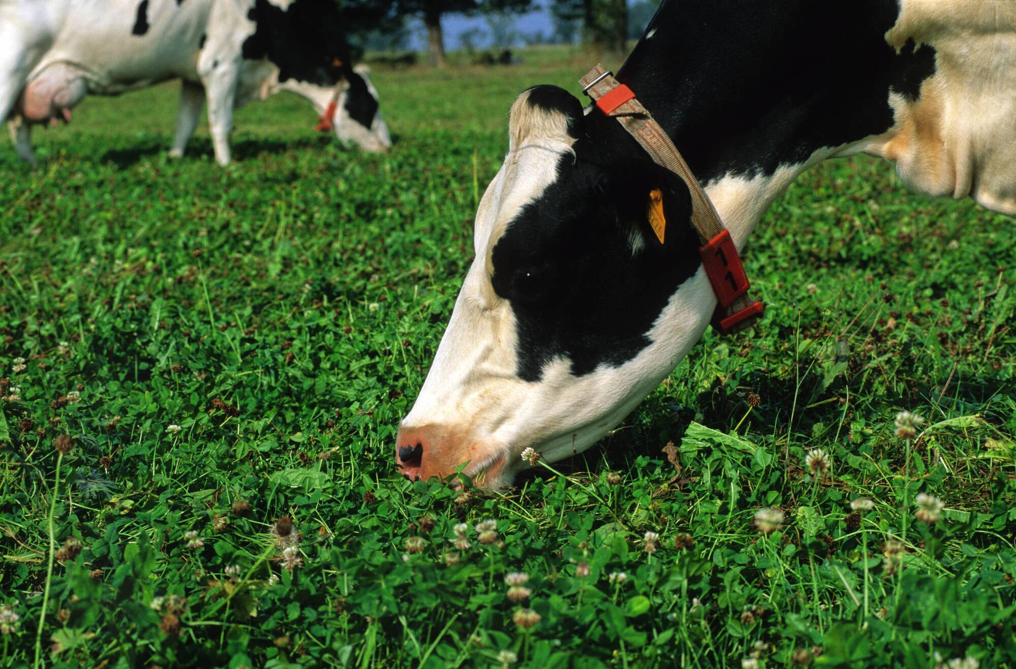 Why farmers are not rushing to clover: The barriers to a 'green' solution