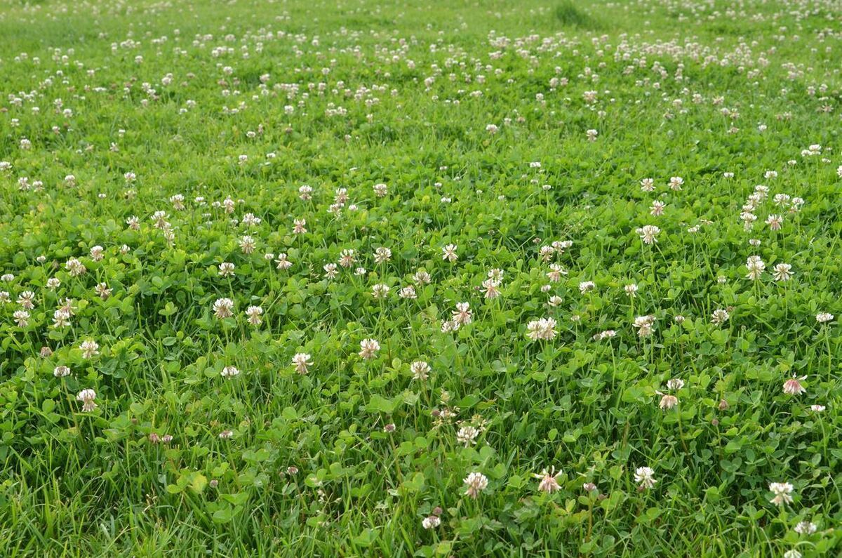 Another challenge is establishing white clover in the sward, either through a full reseed or over-sowing.