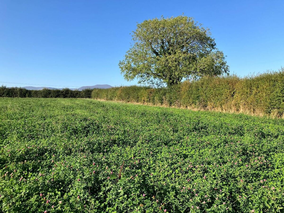 Red clover is generally a silage crop, mostly because its growing point is high in the sward.