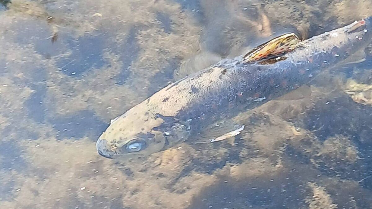 Expert says Cork fish kill caused ‘agonising deaths’ as toxic spill ...
