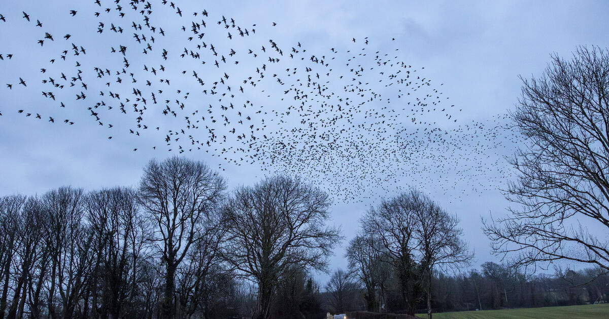 Blindboy fans turn Limerick's ‘Birdshit District’ into unlikely tourist ...