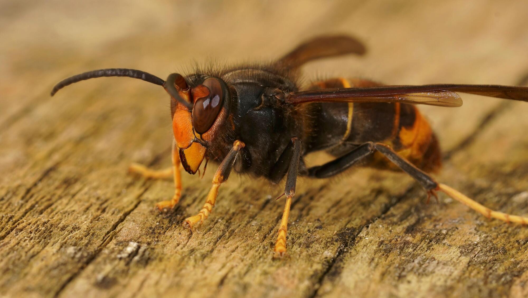 Asian hornet nest discovered in Cork City 