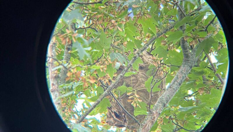 A spokesperson for the NPWS said the process to remove the nest will take place over four days. Picture: Bee Keepers Ireland