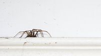 Spider On A Picture Rail