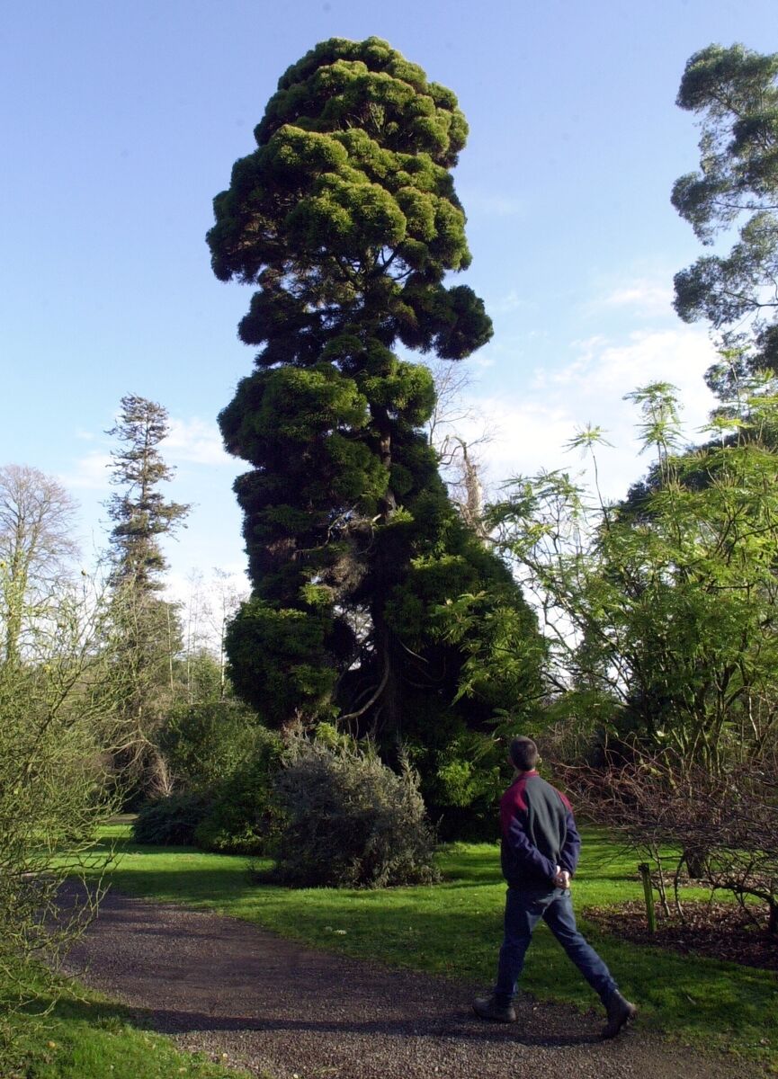A Cryptomeria japonica 'Spiralis' tree at Fota arboretum and gardens. Picture Denis Minihane. A Cryptomeria japonica 'Spiralis' tree at Fota arboretum and gardens. Picture Denis Minihane.