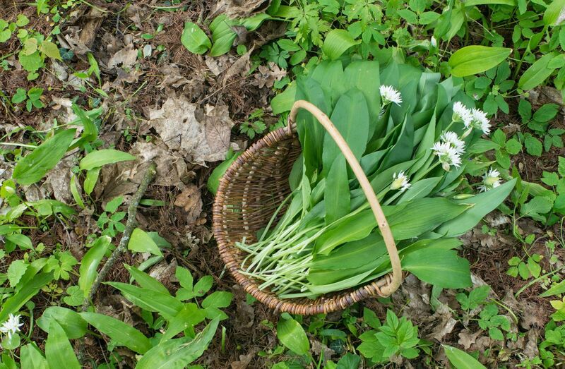 Wild garlic (Allium ursinum) is delicious and garlicky but be sure not to mix it up with lily of the valley (Convallaria majalis)