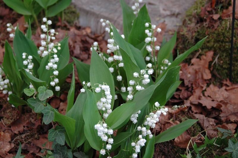 Lily-of-the-Valley, ideal as scented groundcover but definitely not edible