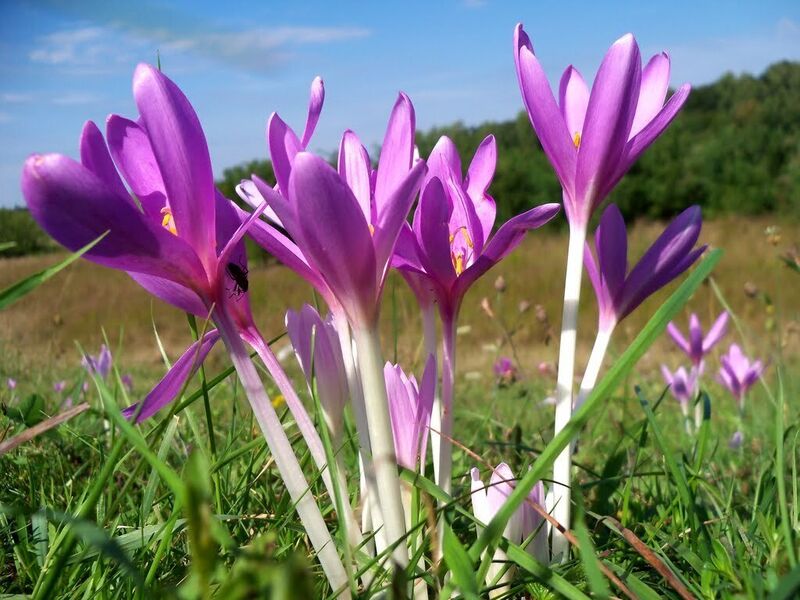 Pretty but deadly — the Autumn Crocus