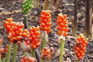 Lords-and-ladies or Arum maculatum is also known as cuckoo pint