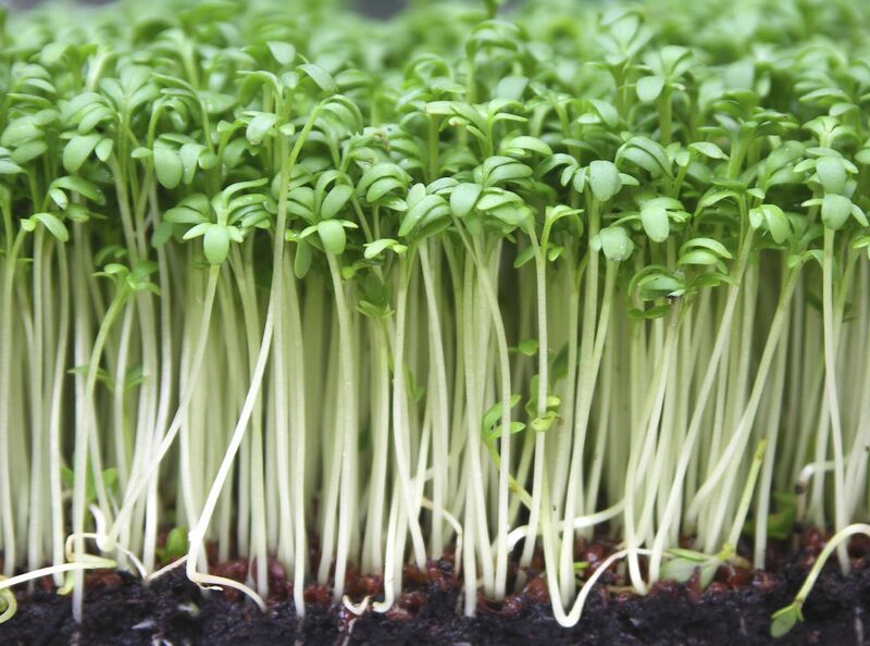Delicious green watercress