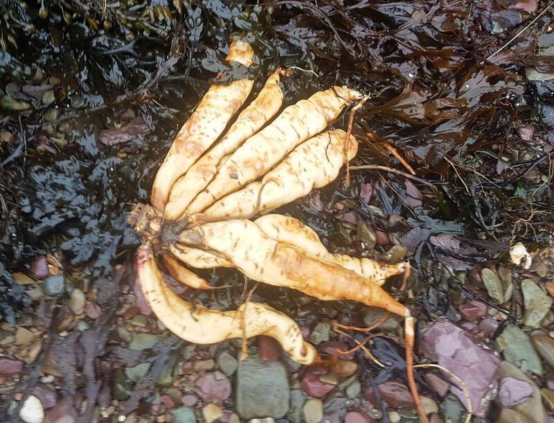 Hemlock water-dropwort roots. Picture: Cleancoast Cobh 