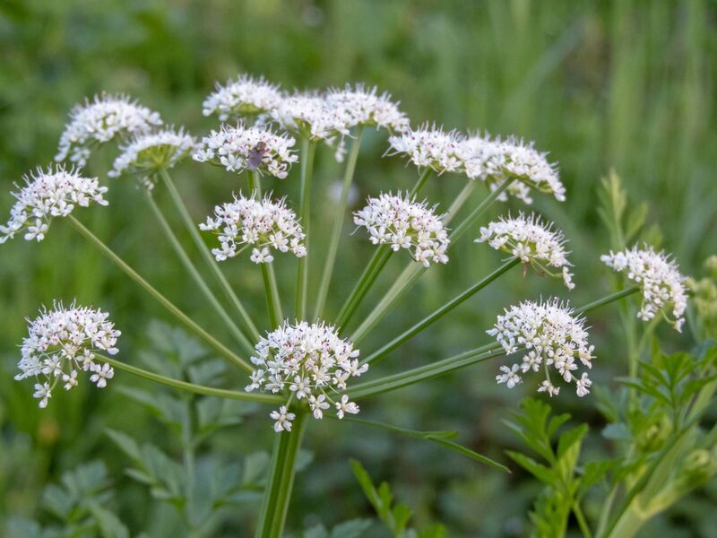 Oenanthe crocata. Hemlock water-dropwort or dead man's fingers 