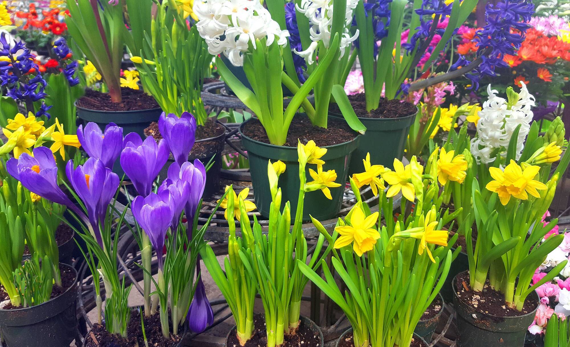 Garden Events in September