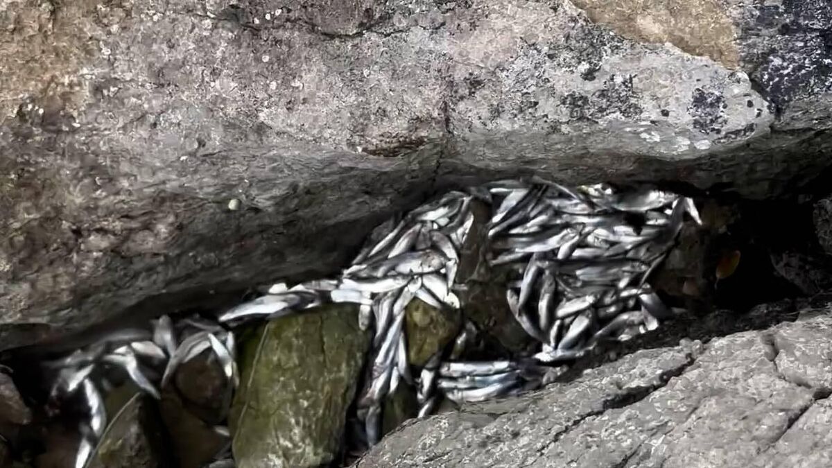 File picture, 2024: The Environmental Protection Agency (EPA) launched an investigation into reports of a discharge and fish kill in Cork’s lower harbour. 
