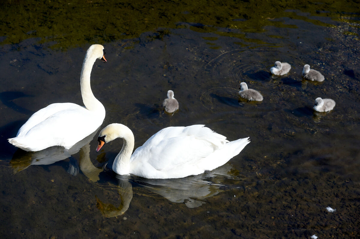 A pair of mute swans and five cygnets search for food in the shallow stream at Marina Park beside Pairc Ui Chaoimh, Ballintemple, Cork in May this year. Picture: Larry Cummins A pair of mute swans and five cygnets search for food in the shallow stream at Marina Park beside Pairc Ui Chaoimh, Ballintemple, Cork in May this year. Picture: Larry Cummins