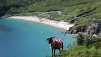 Irish island staycations: Frescoes, films and tongs 