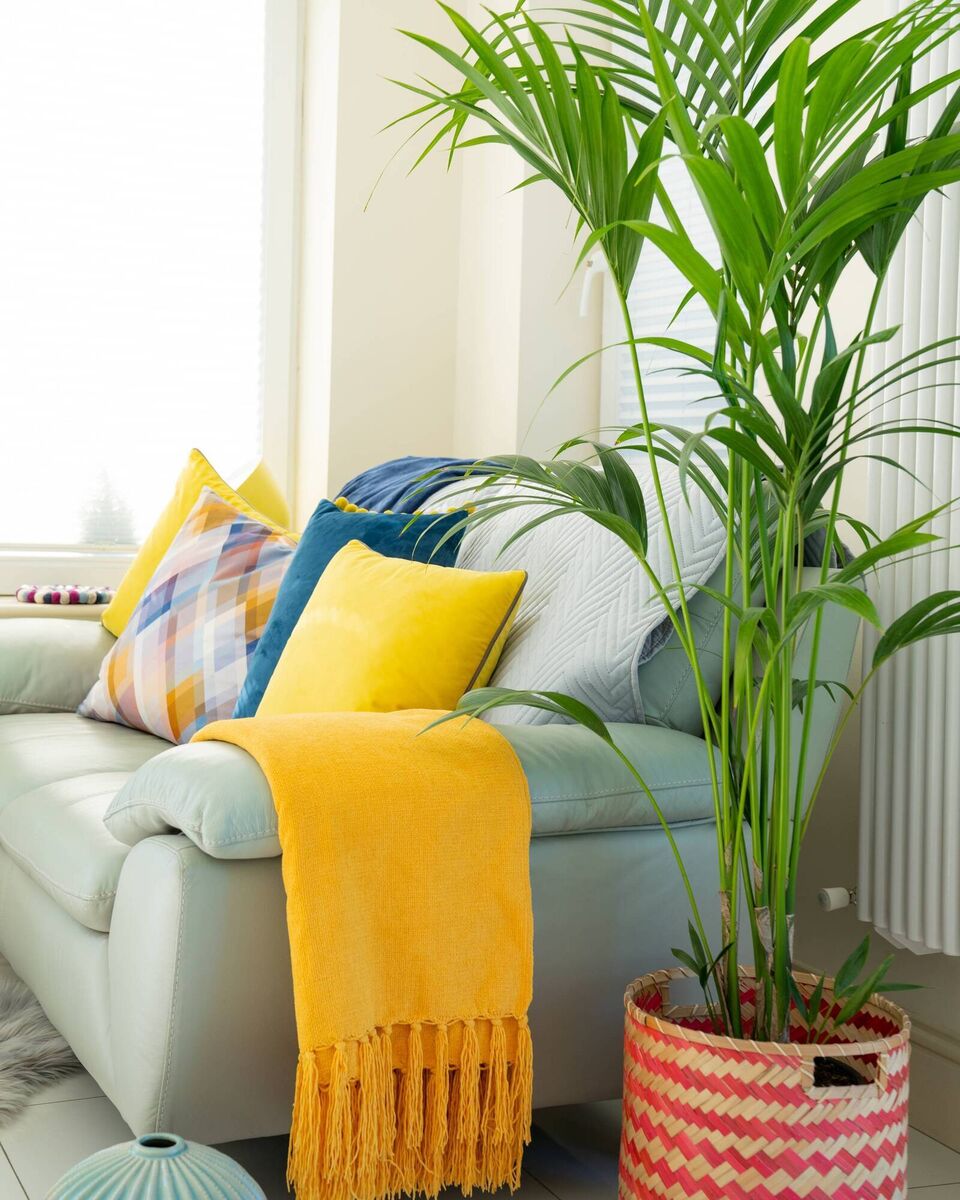 We all want to maximise our comfort at home, according to interior designer Maura Mackey, who includes cozymaxxing elements such as plants, colour and comfort in her designs, pictured. 