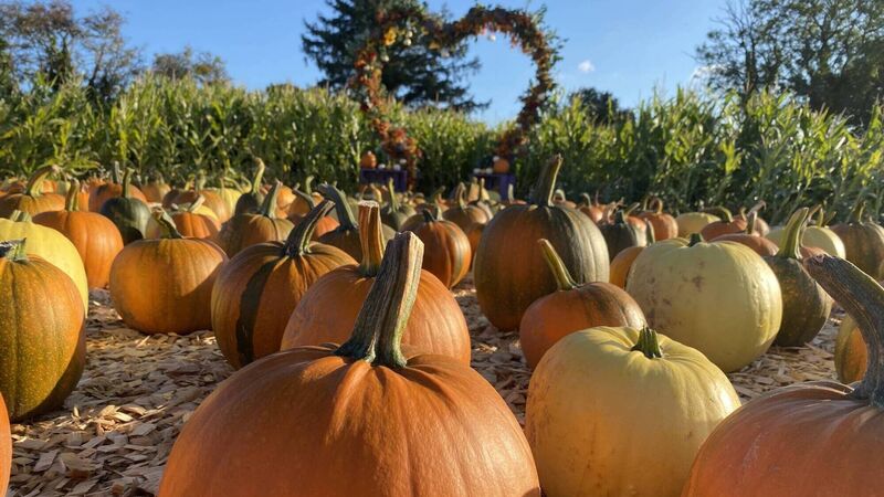 Where to pick pumpkins in Ireland in autumn 2025 Where to pick pumpkins in Ireland in autumn 2025
