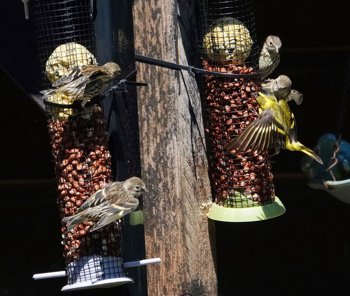 Peanuts and suet-balls appeal to a range of birds including these lovely siskins seen with their male parent at the feeder. Use a mixture of feeders with nuts and seeds if you can afford it. Peanuts and suet-balls appeal to a range of birds including these lovely siskins seen with their male parent at the feeder. Use a mixture of feeders with nuts and seeds if you can afford it.