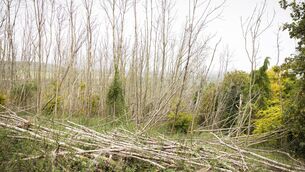 <p>ROOT OF THE PROBLEM: Ash trees damaged by the fungal disease in a forest in Chiltern Hills. Wendover, Buckinghamshire, UK.</p>