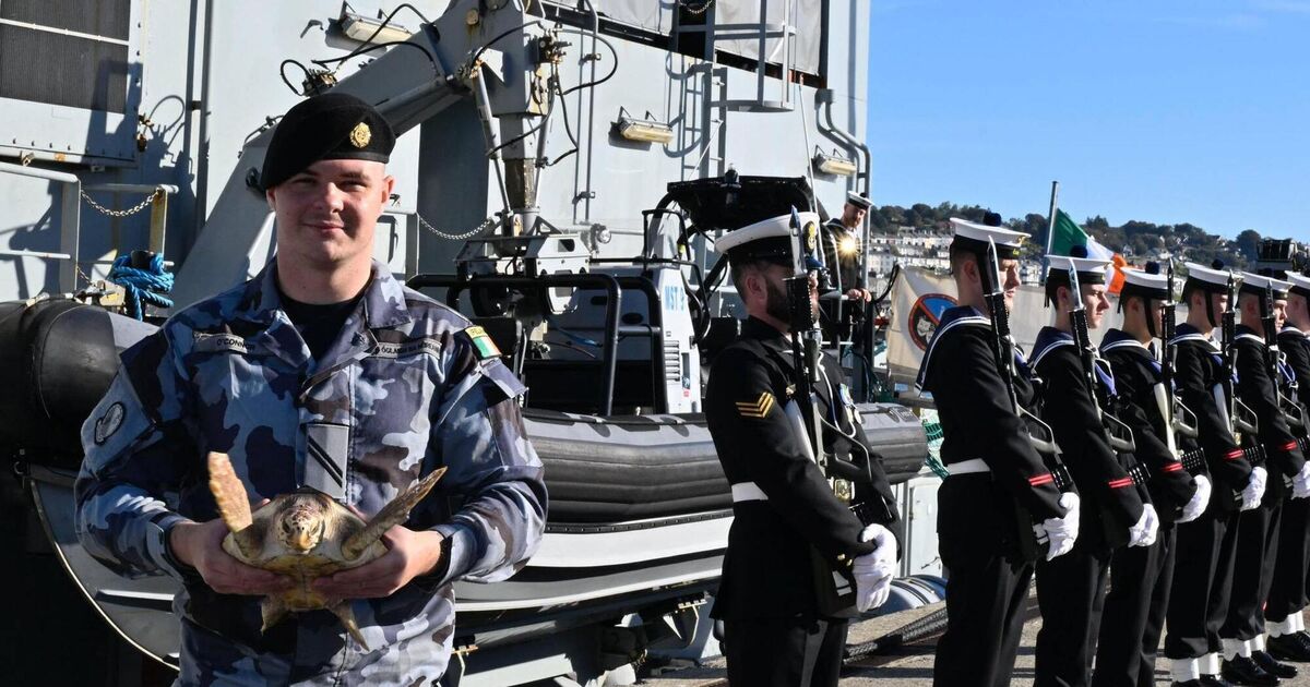 Irish navy returns five turtles to warmer waters after they washed up on west coast