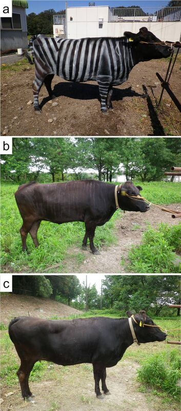Examples of experimental cows with/without painted stripes. (a) Black-and-white striped cattle (B&W) with white lacquer, (b) Black-striped cattle (B) with black lacquer, (c) No stripe cattle Examples of experimental cows with/without painted stripes. (a) Black-and-white striped cattle (B&W) with white lacquer, (b) Black-striped cattle (B) with black lacquer, (c) No stripe cattle