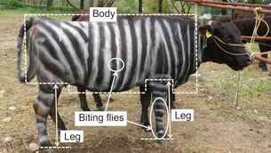 <p>Example of the area of legs and body used to count biting flies on cows</p>