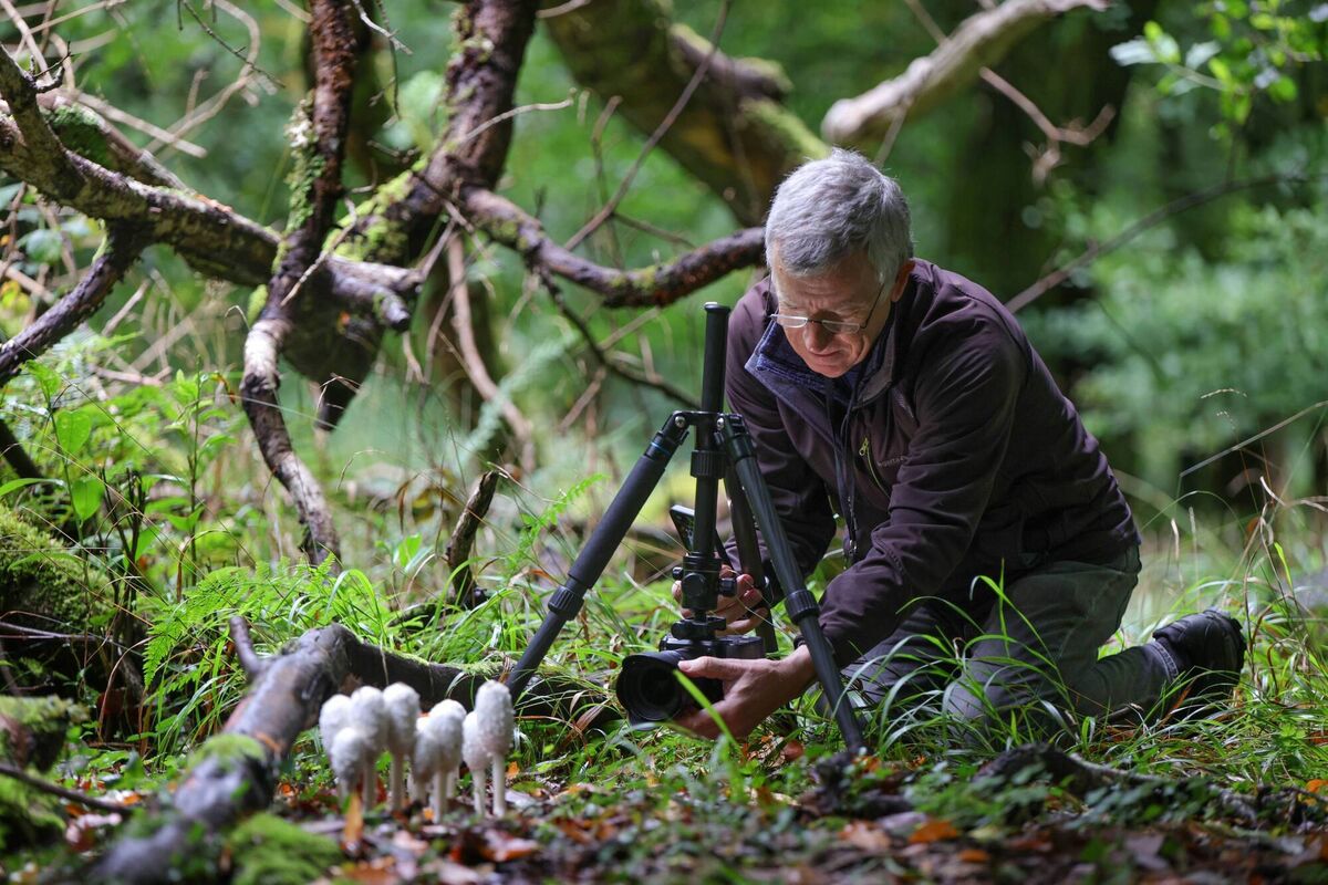 Louis O'Toole painstakingly photographed each fungi documented in his book 'Fungi of Killarney National Park' — work that is crucial to the understanding of mycological presence in the native woodlands. Picture: Valerie O'Sullivan