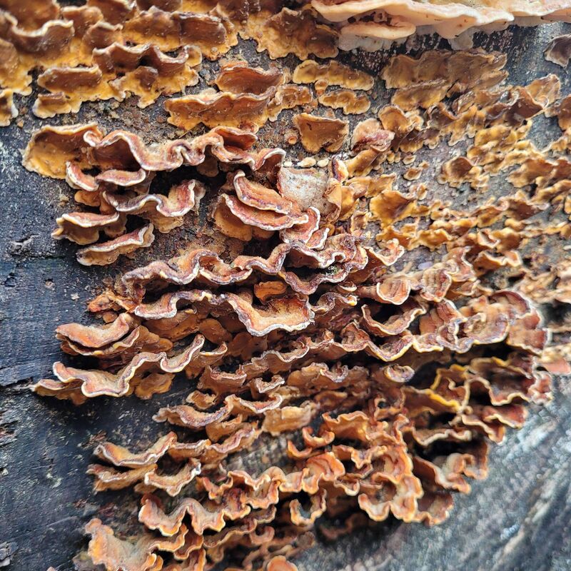 Hairy Curtain Crust (Stereum hirsutum), Cork Hairy Curtain Crust (Stereum hirsutum), Cork