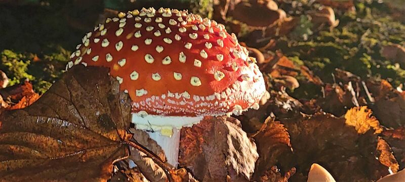 Fly agaric (Amanita muscaria), Cork Fly agaric (Amanita muscaria), Cork