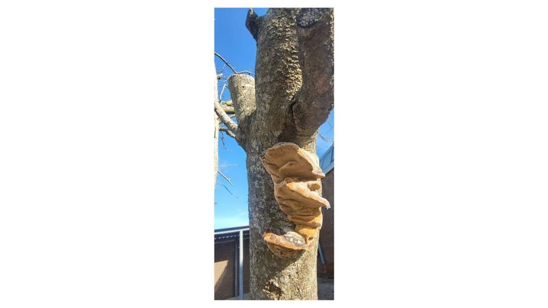 Bracket fungi on a tree, Cork Bracket fungi on a tree, Cork
