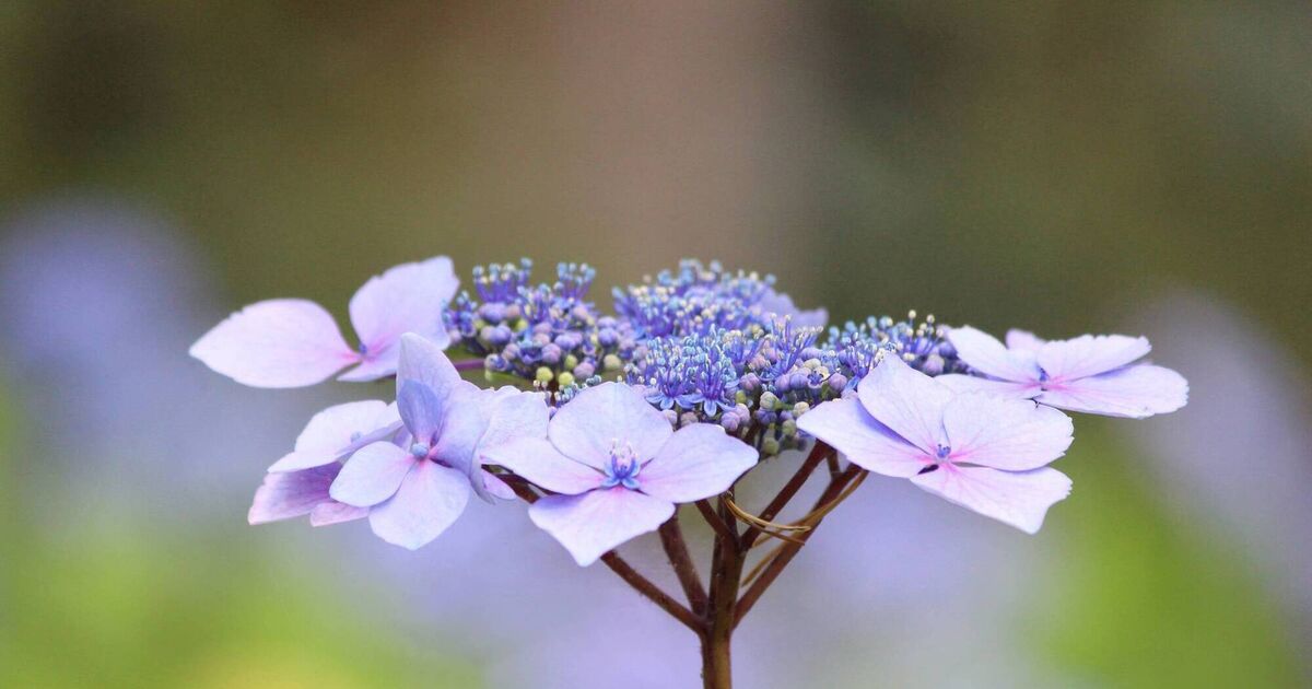 Peter Dowdall: Why 'Magic Pillow' is the must-have hydrangea for shady spots and containers