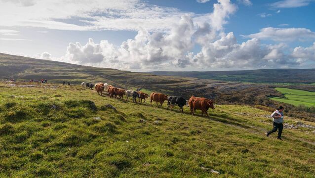 <p>Cattle Drive 2023. Picture: Martin Kiely. This year's The Burren Winterage Weekend takes place from Friday, October 24 – Sunday, October 26</p>