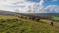 Donal Hickey: Here's how to take part in traditional Burren winterage walk