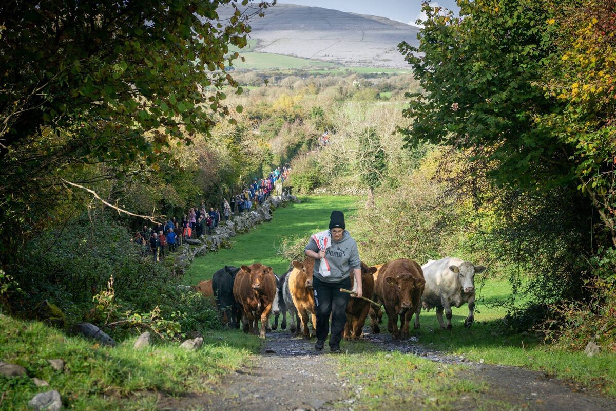 Cattle Drive 2023. Picture: Donal Hogan Cattle Drive 2023. Picture: Donal Hogan