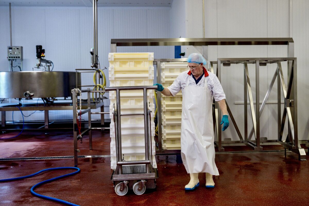 Mike, one of the long-serving cheesemakers, wheels the freshly separated curds into turning racks, designed by founder Louis Grubb and built locally for the farm. Picture Chani Anderson