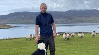 Grass growth this year seems abnormally low