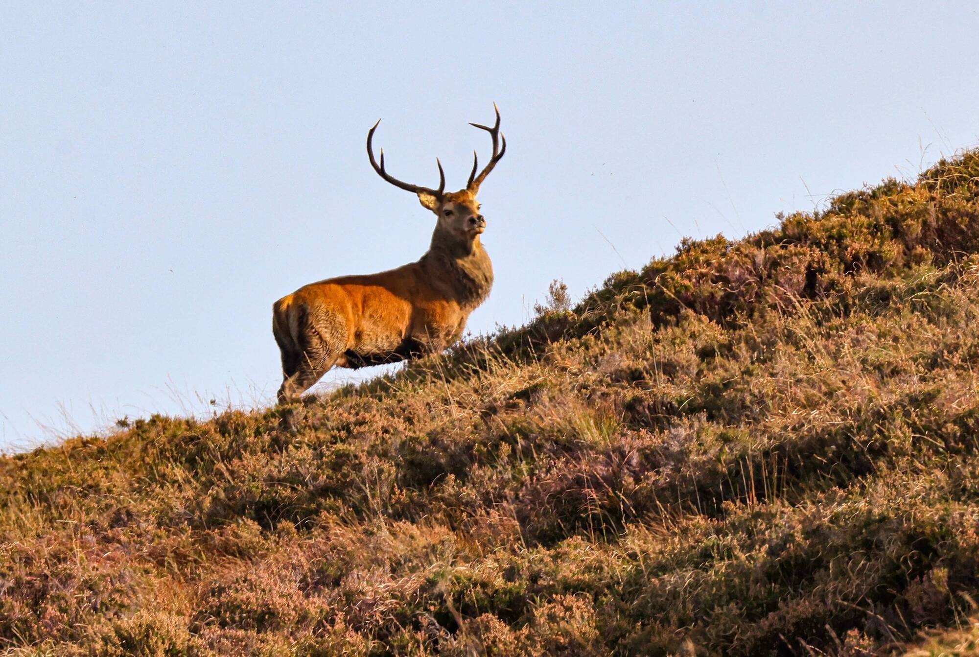 Commission warns drivers to watch out for deer as breeding season starts