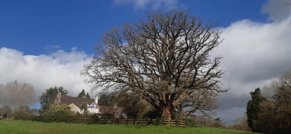 From tiny acorns, mighty oaks grow